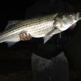 stripers online fishing forum|StripersOnline .